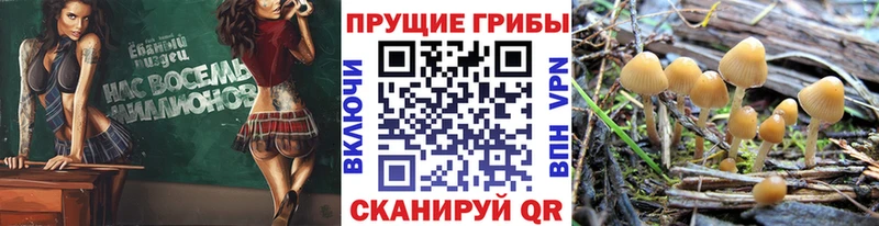 площадка наркотические препараты  omg как войти  Сухой Лог  Галлюциногенные грибы MAGIC MUSHROOMS 
